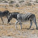 NAM OSHI Etosha 2016NOV26 024 : 2016, 2016 - African Adventures, Africa, Date, Etosha National Park, Month, Namibia, November, Oshikoto, Places, Southern, Trips, Year